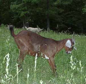 Product - Ultimate Goat Mineral
