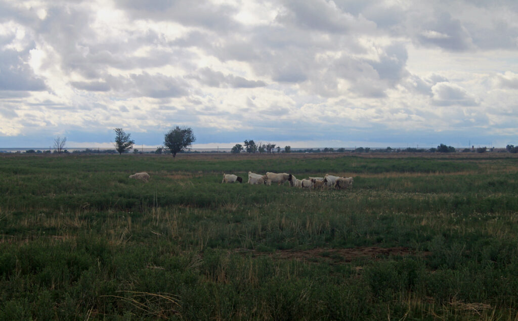 Goats on pasture in SE Colorado