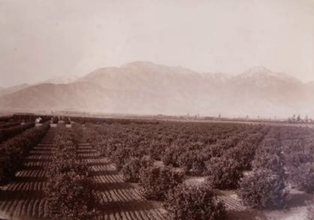 Early days of Cucamonga and Ontario citrus orchards